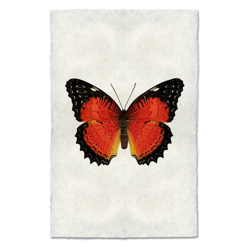 Butterfly #15 Art Print