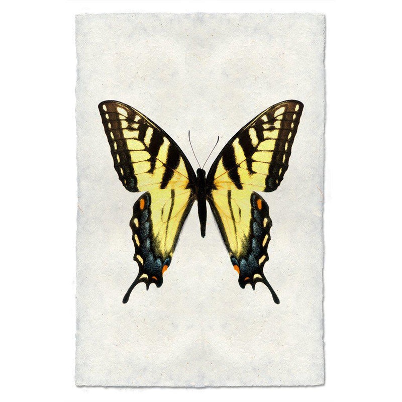 Butterfly #3 Art Print