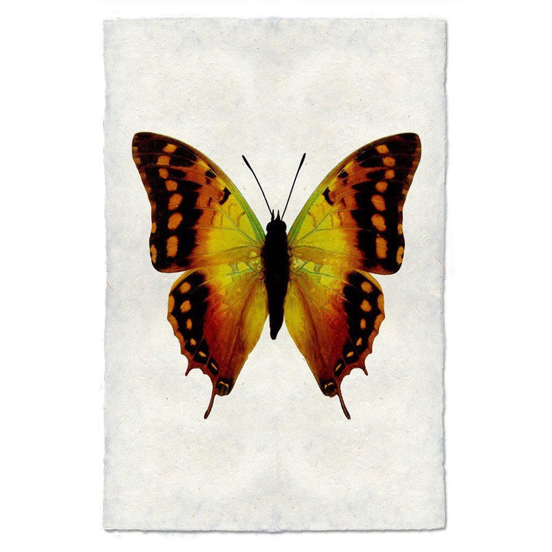 Butterfly #4 Art Print