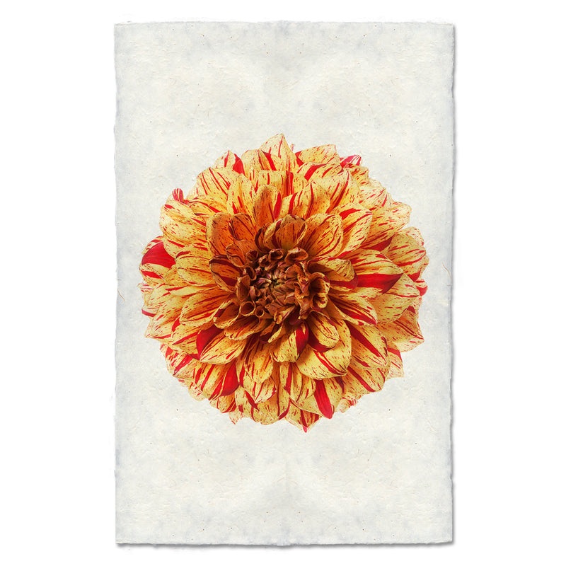 Gloriosa Art Print