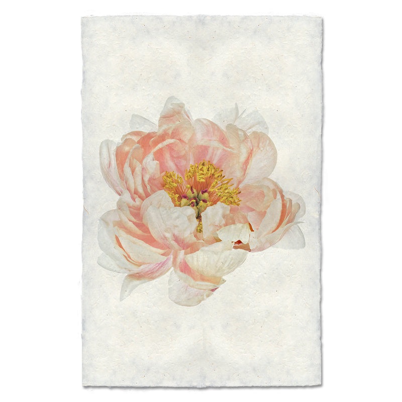 Peach Peony Art Print