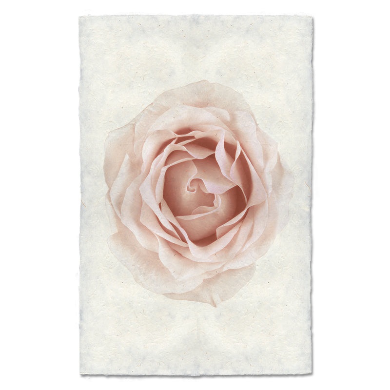 Pink Rose Art Print