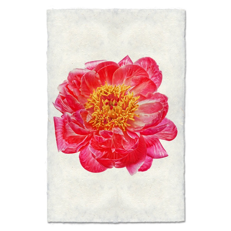 Red Peony Art Print