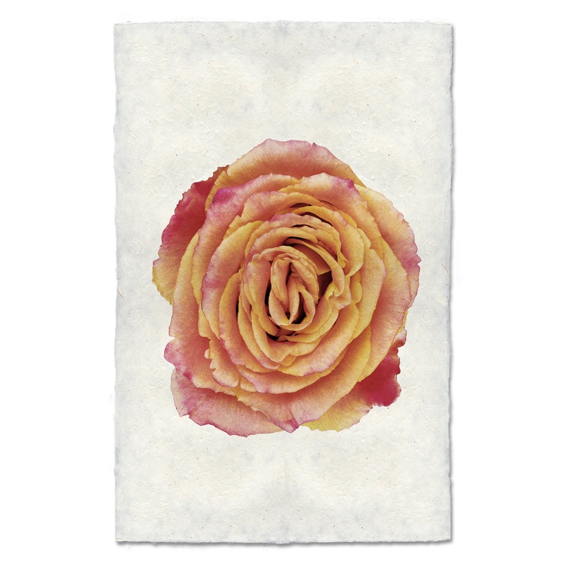 Red & Yellow Rose Art Print