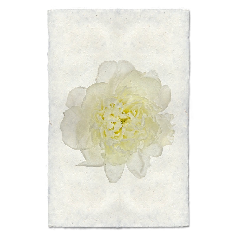 Yellow Peony Art Print