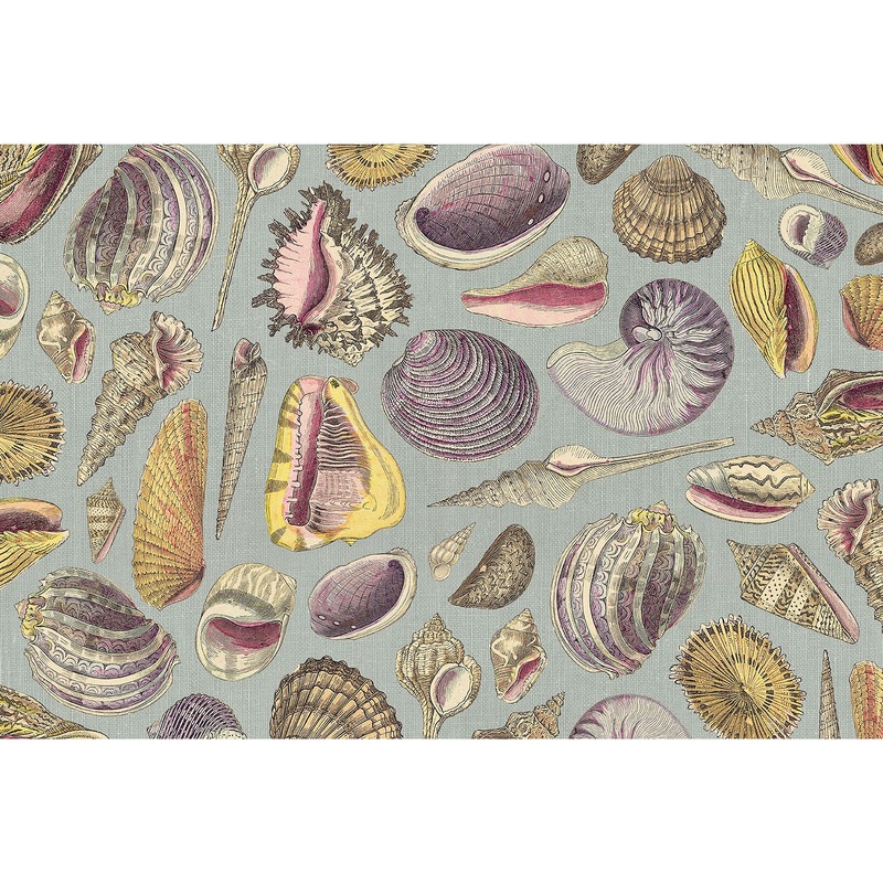 Shell Study Placemat