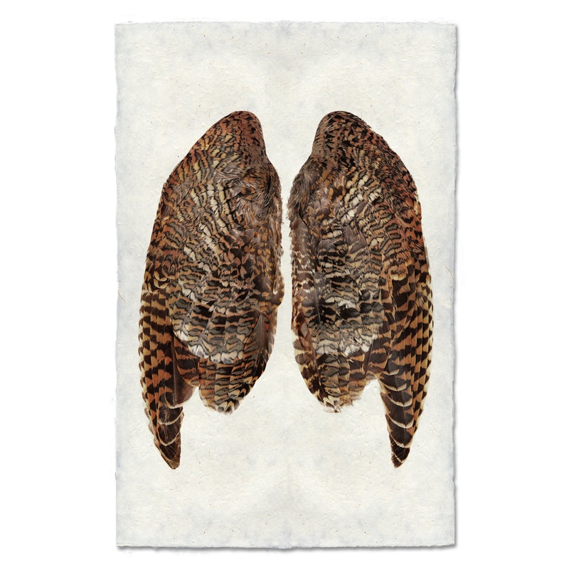 Woodcock Wings Art Print