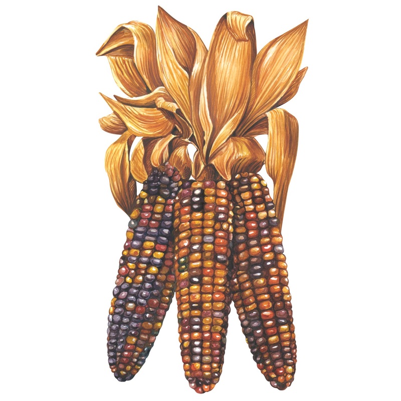 Maize Table Accent