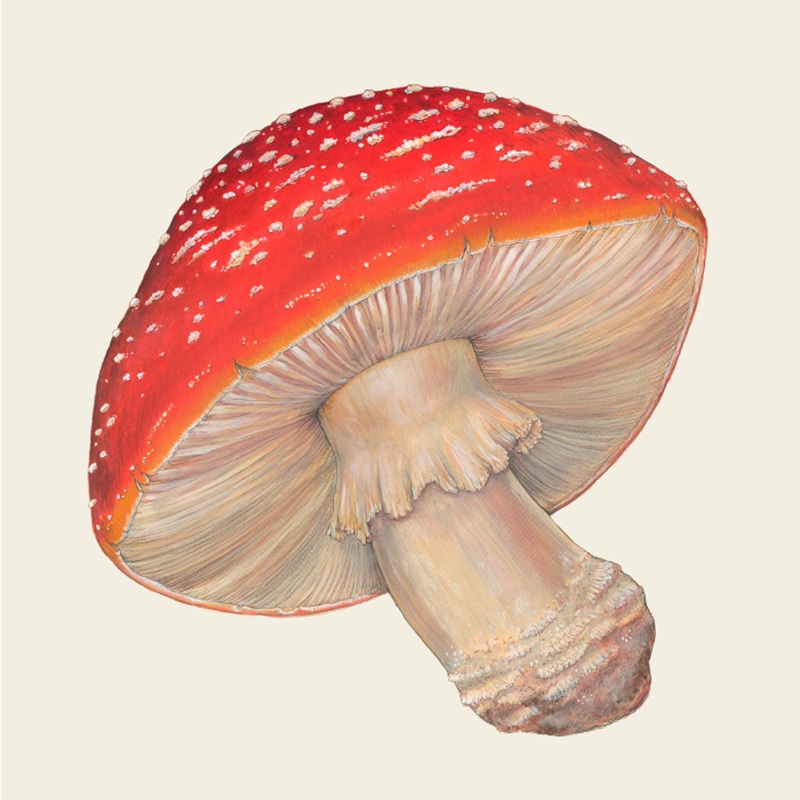 Mushroom Cocktail Napkins