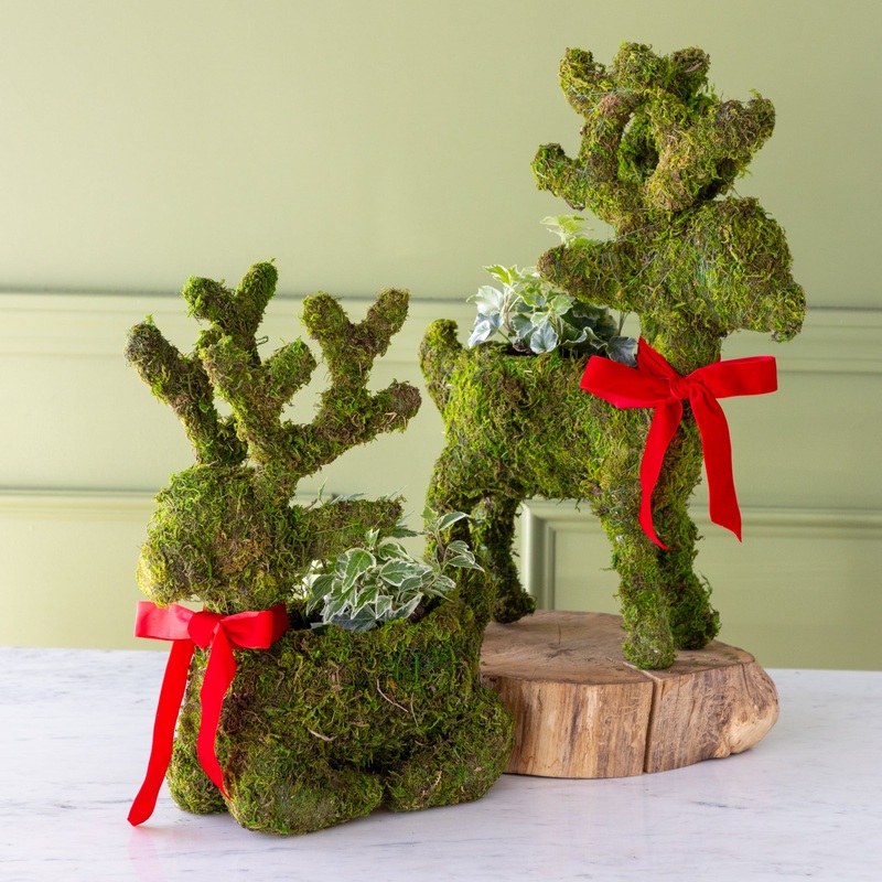 Moss Reindeer Planter|Standing|Sitting