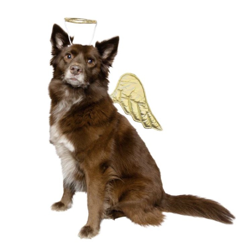 Angel Pet Costume