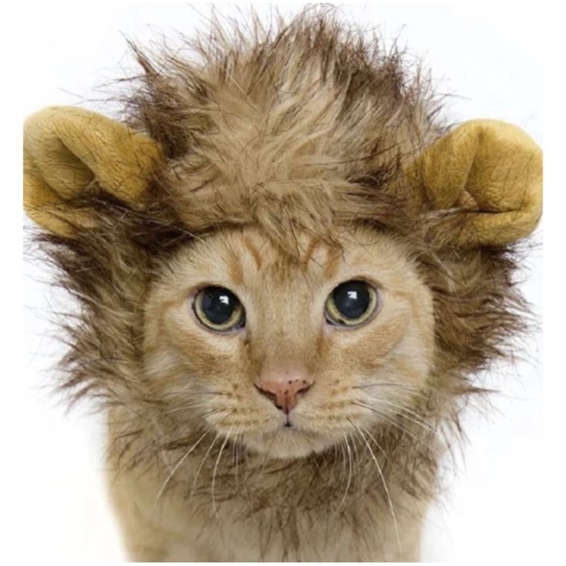 Small Lion Mane Cat