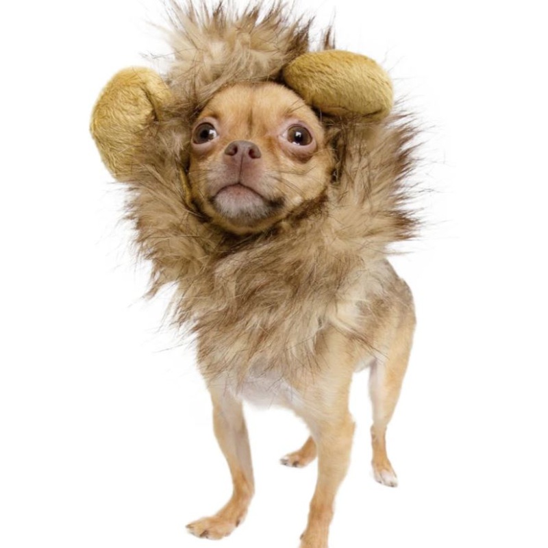 Small Lion Mane Dog