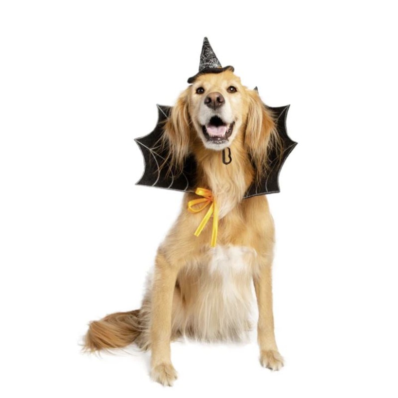 Witch Hat and Collar Pet Costume