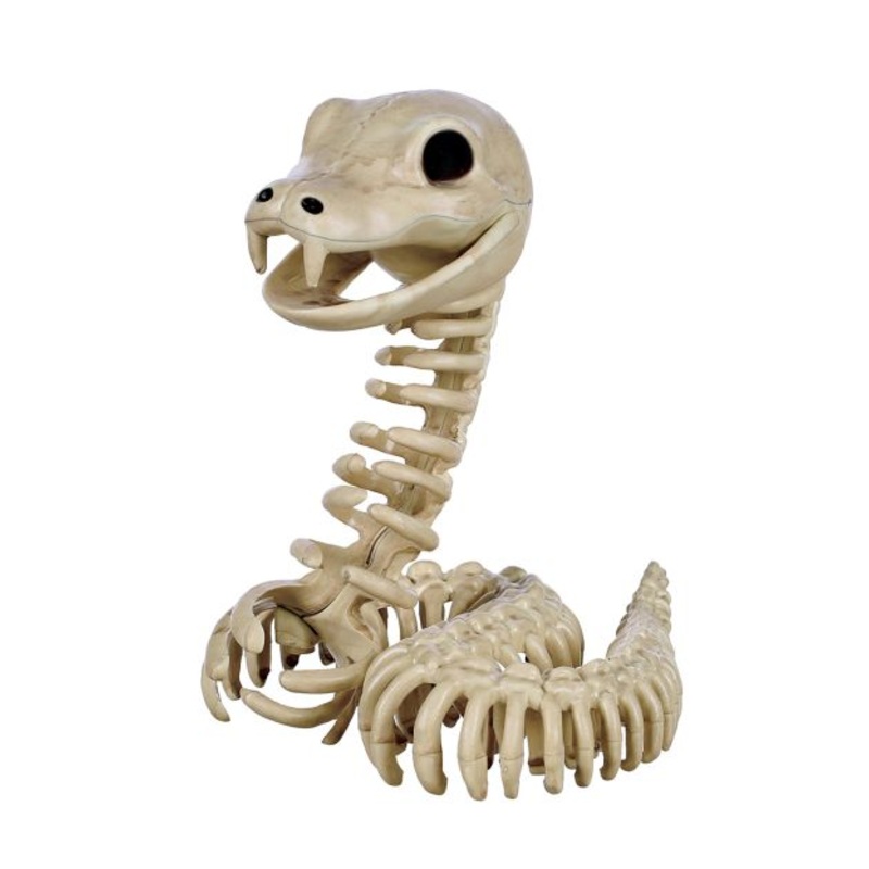 6.5 Cute Snake Skeleton