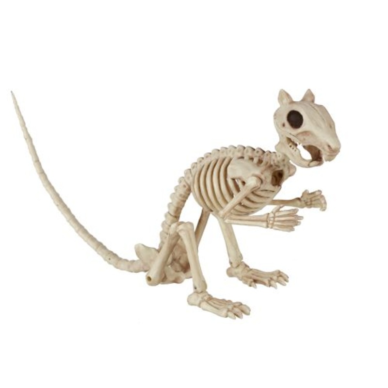 Squirrel Skeleton