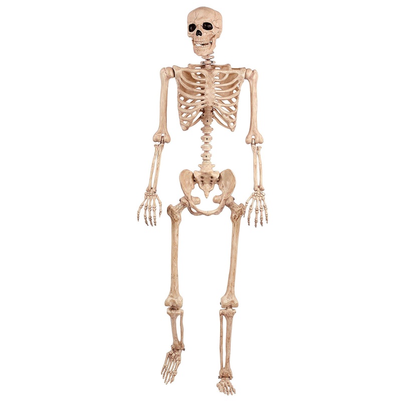 5FT Posable Skeleton