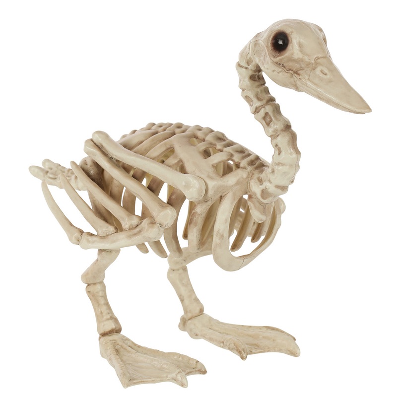 7 Duck Skeleton