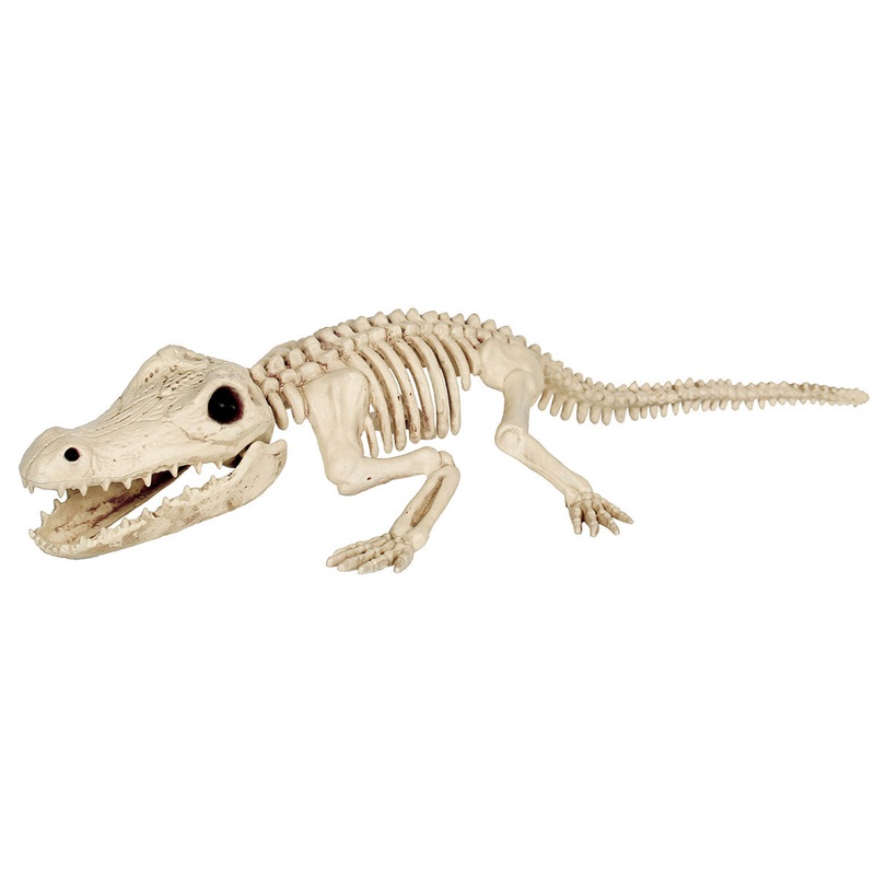 Baby Alligator Skeleton