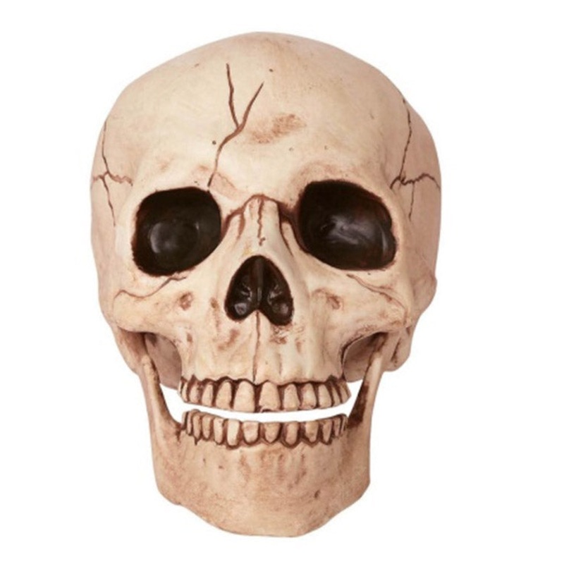 Skull With Moveable Jaw