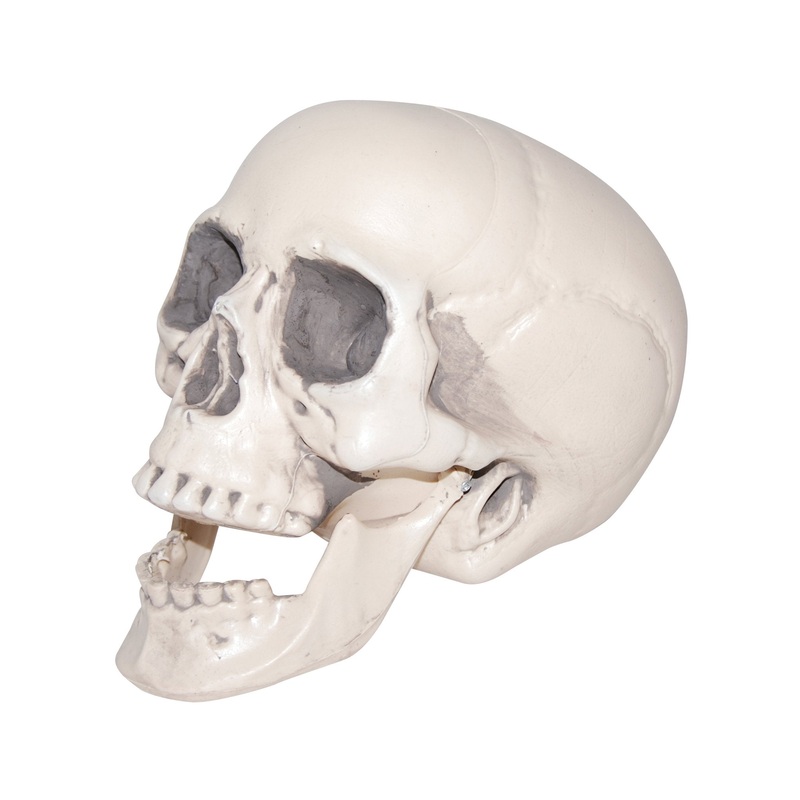 Realistic Skull
