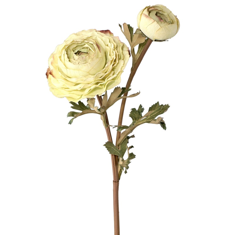 22 Just Dried Ranunculus Spray