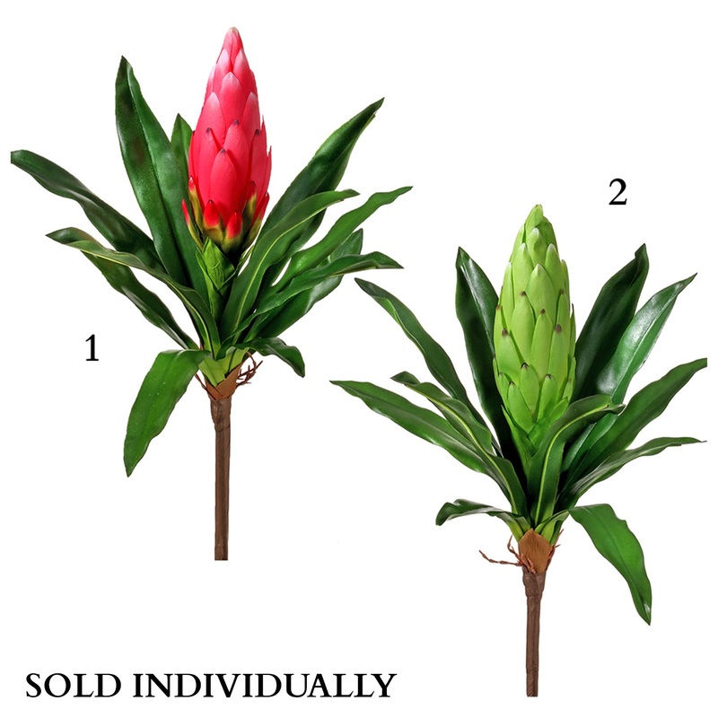 Citrus Bromeliad Plant 16 (sold individually)