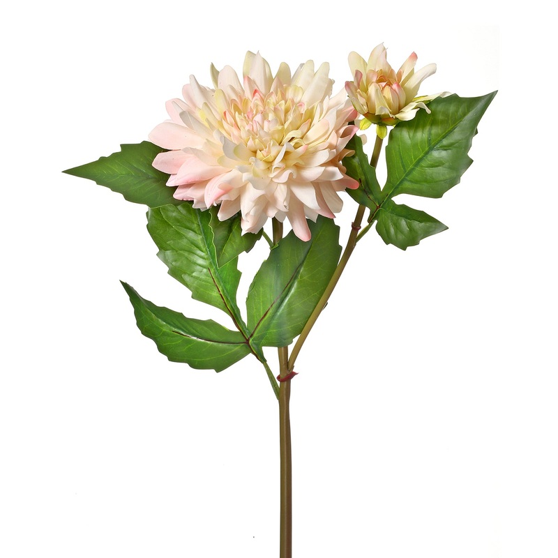 Just Cut Dahlia With Bud 21