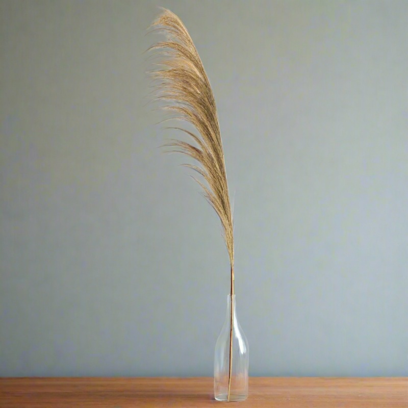 45 Dried Natural Pampas Stem
