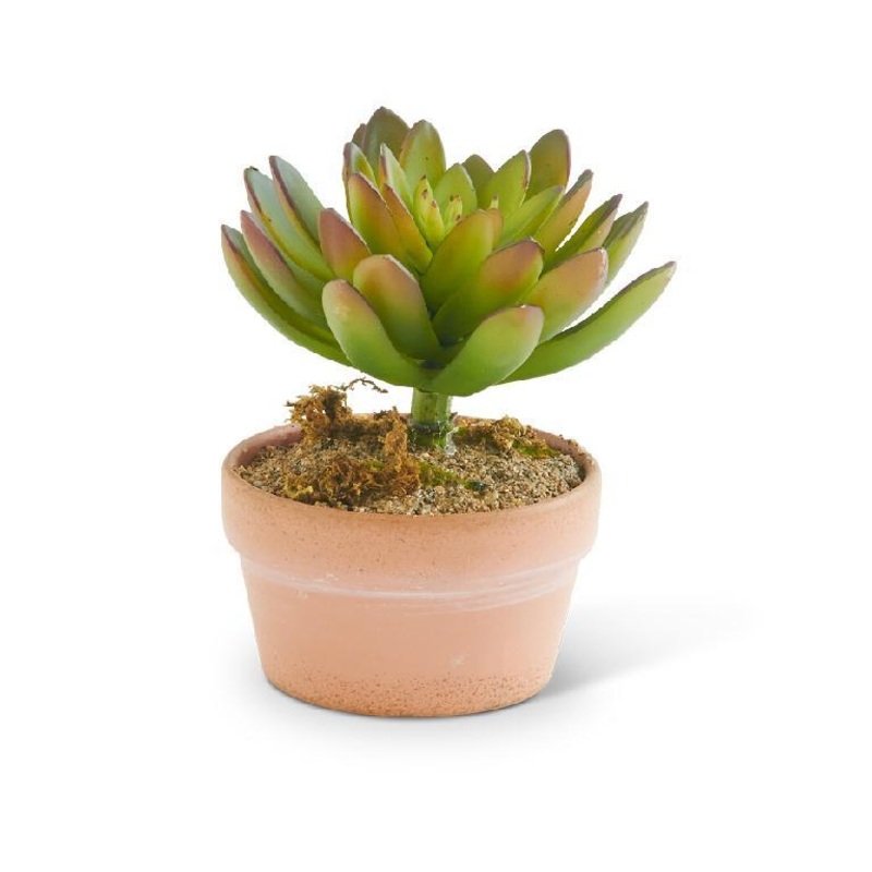 5.5 Green Succulent in Clay Pot