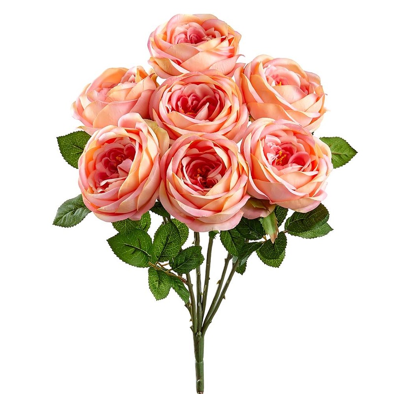 English Garden Rose Bush, 18