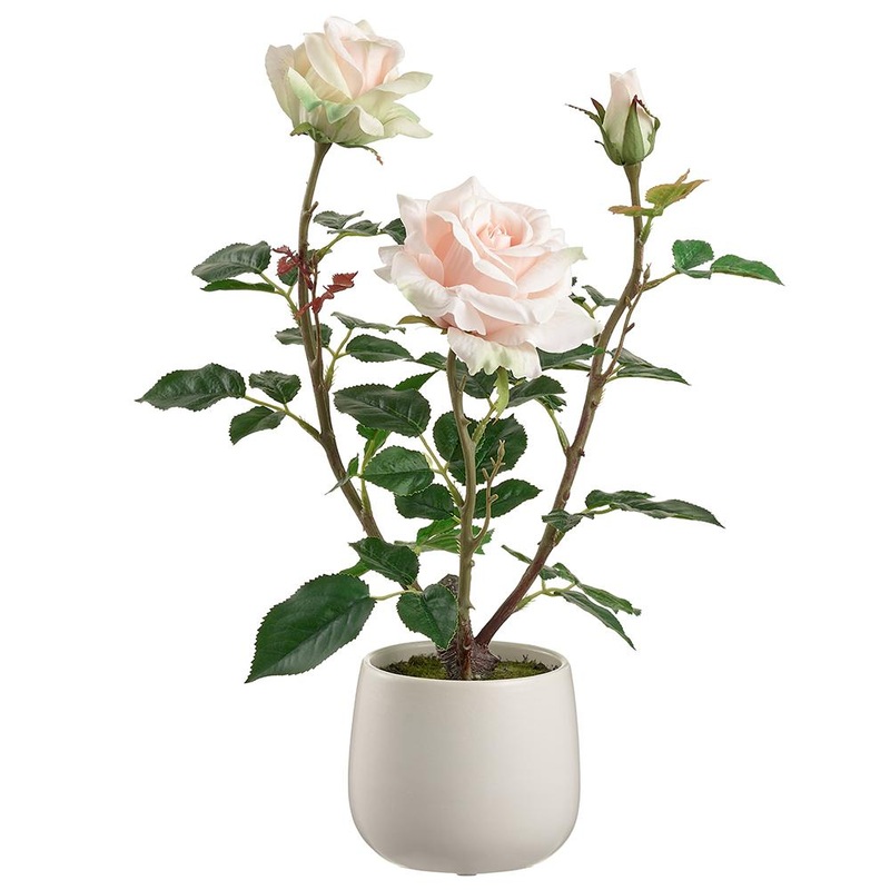 Pink Rose in Ceramic Vase, 16.1