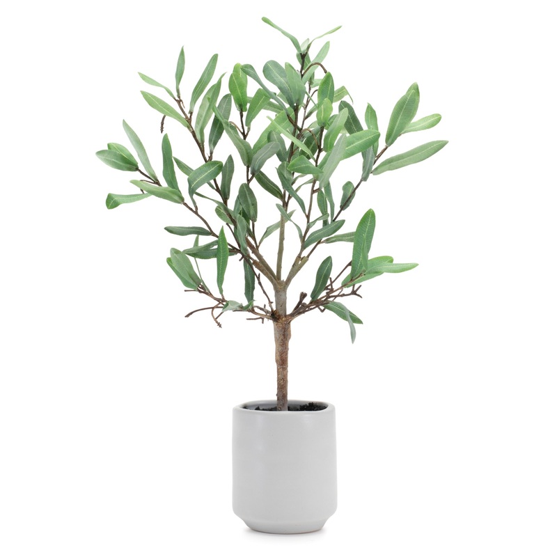 Potted Olive Leaf Topiary, 17.5H