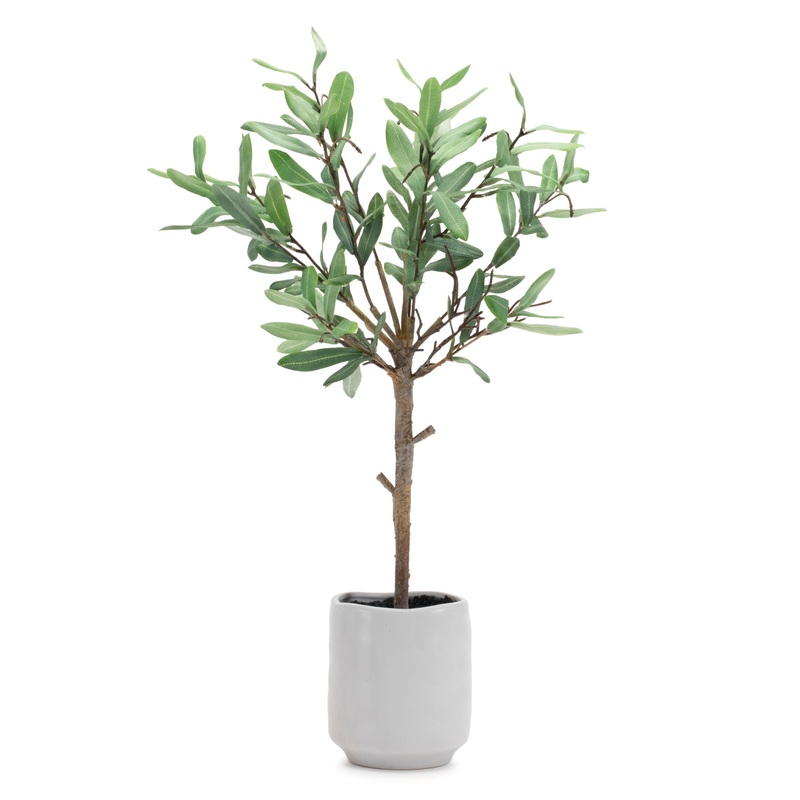 Potted Olive Leaf Topiary, 21.5H