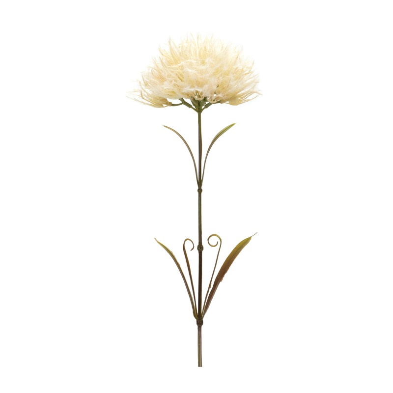 Puff Stem, 24H
