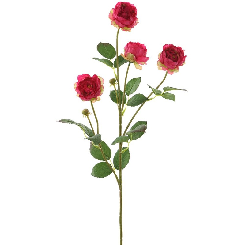 Rose Spray Beauty, 28