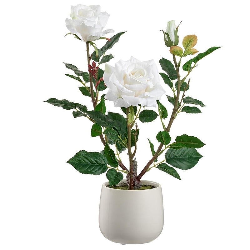 White Rose in Ceramic Vase, 16.1