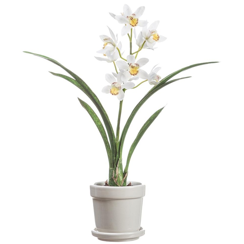 Cymbidium Orchid Plant in Stoneware Pot White, 20