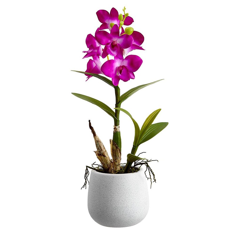 Dendrobium Orchid Plant in Ceramic Pot Orchid, 15