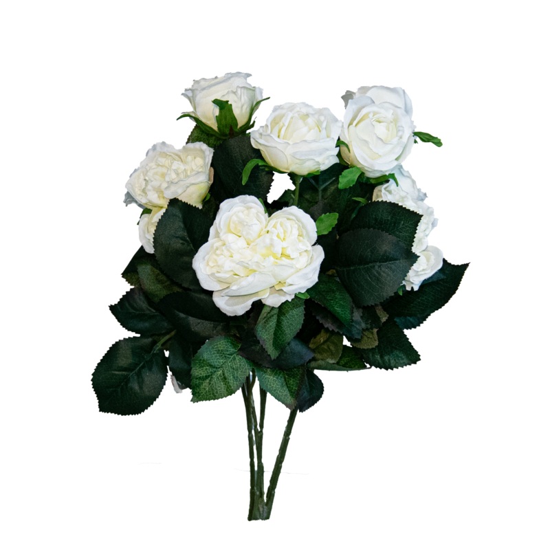 Cabbage Rose Bush x 10, Cream, 16