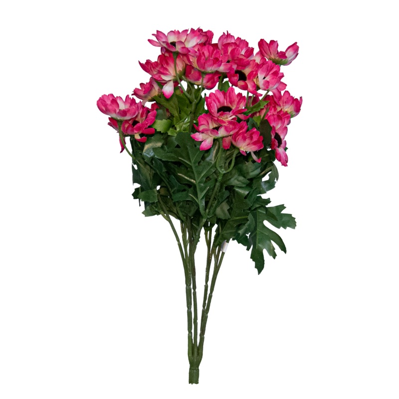 Cineraria Daisy Bush x 5, Pink/White, 15