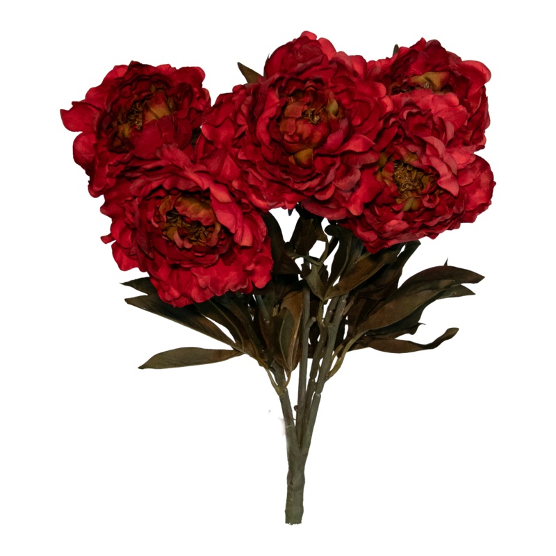 Peony Bush x 5, Dark Red, 21.5