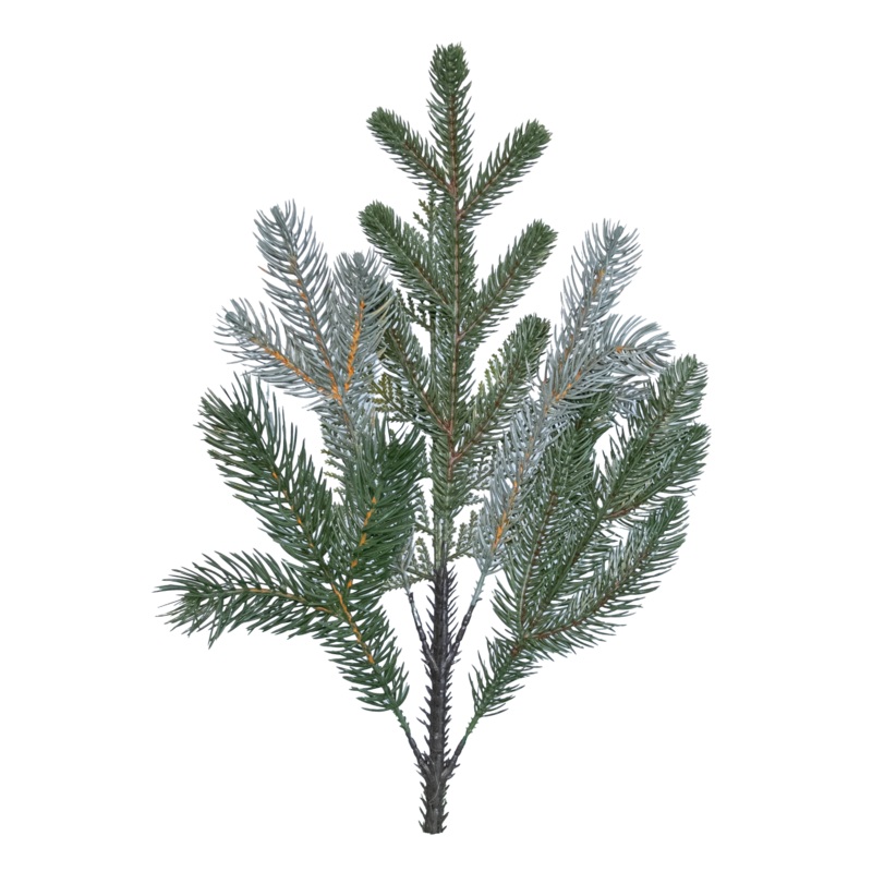 Standard Branch Spray x 6, 19