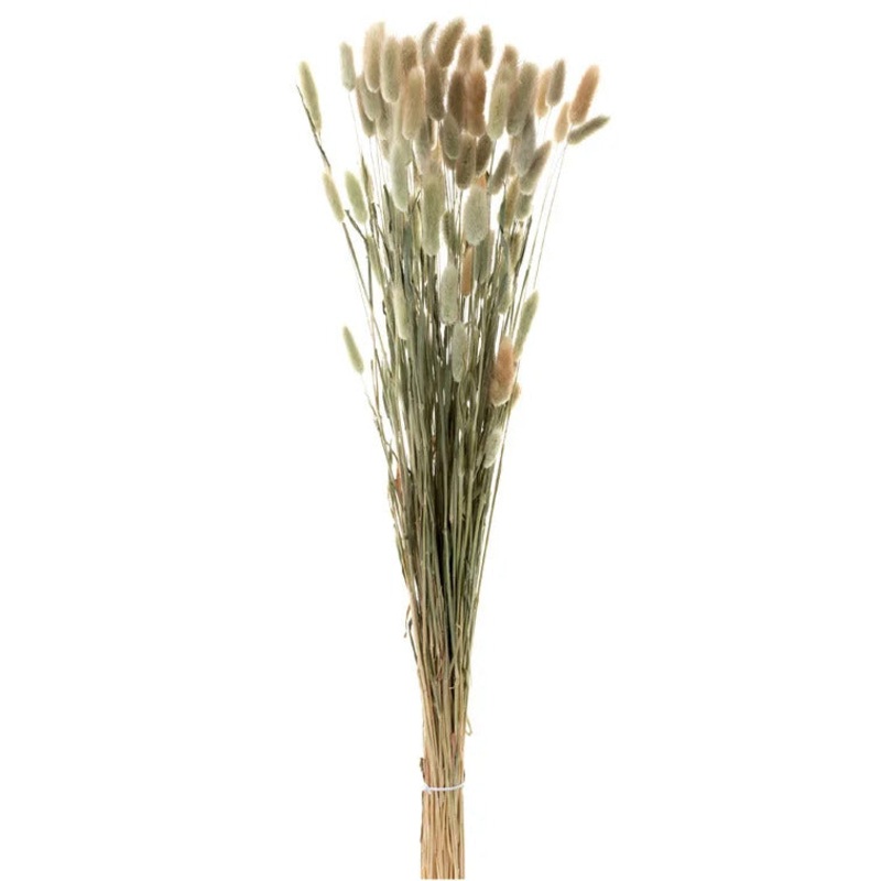 Dried Wheat Grass Bundle, 36.5