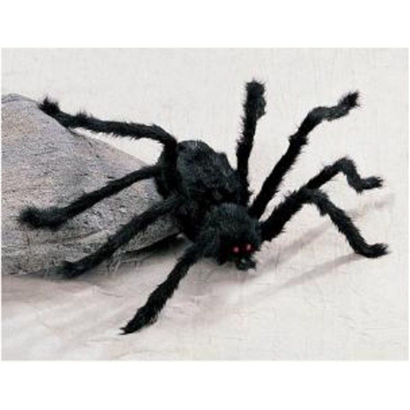 Araignes Noires Moyennes