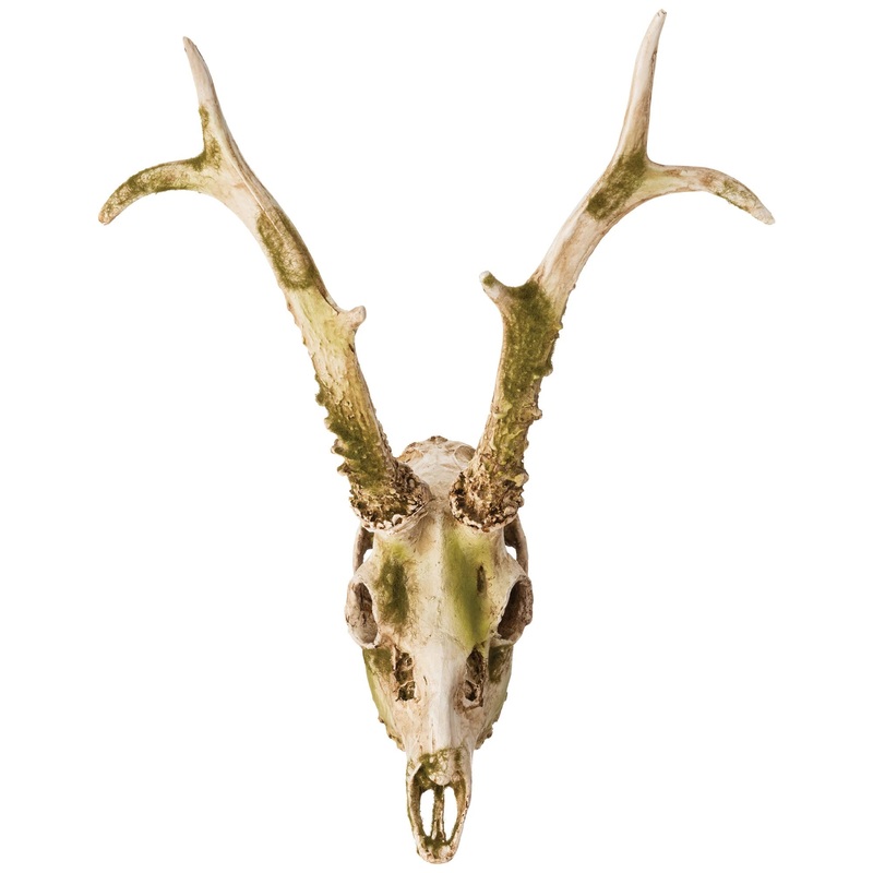 Crne de cerf avec mousse
