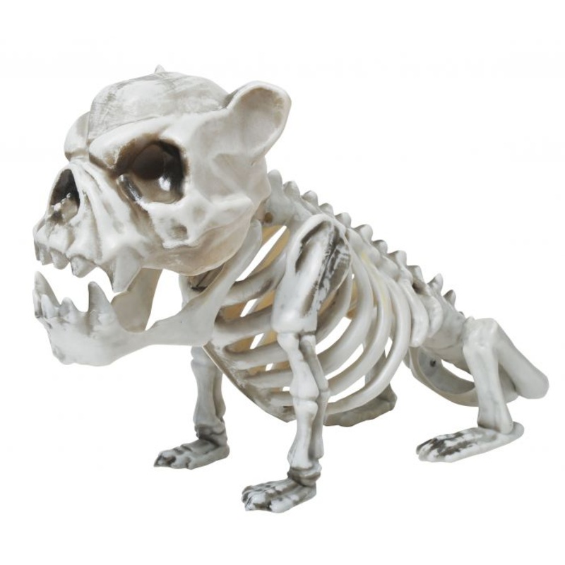 Squelette chien (13)