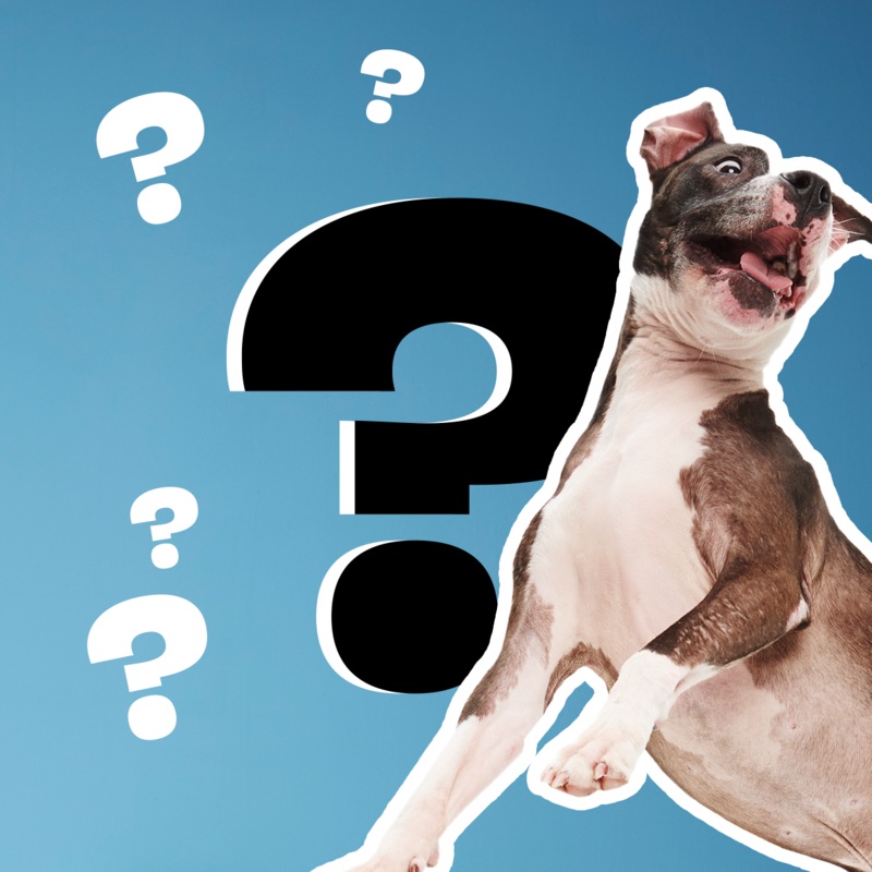 Mystery Toy #2|Large