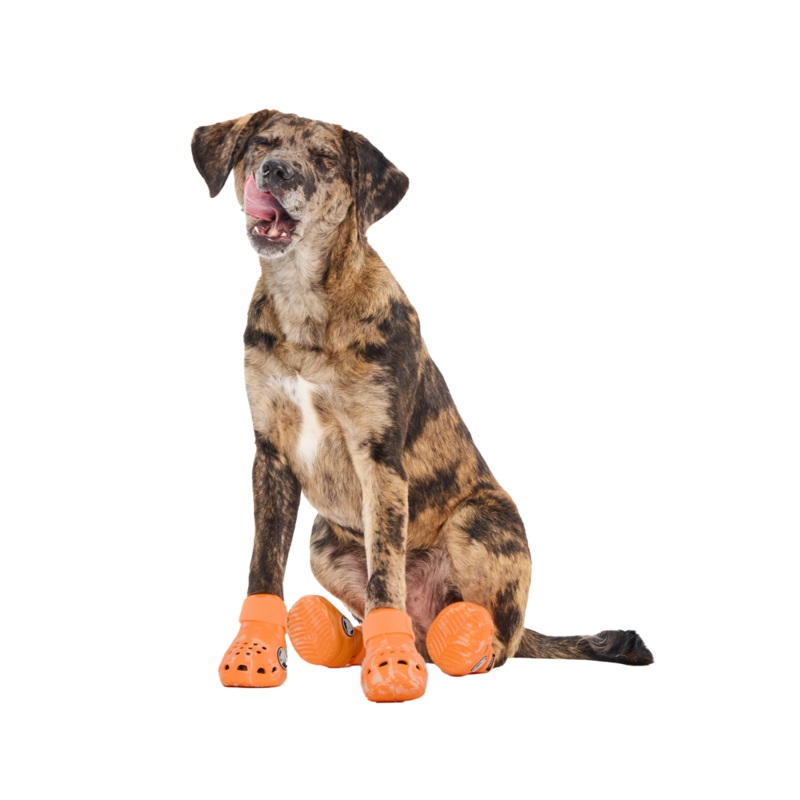 Crocs Shoes For Dogs|Orange-Zing|Marina|Sunflower|Green Slime|Dragon Fruit|Small|Medium|Large